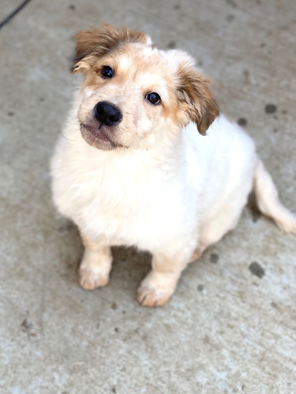 Tundra